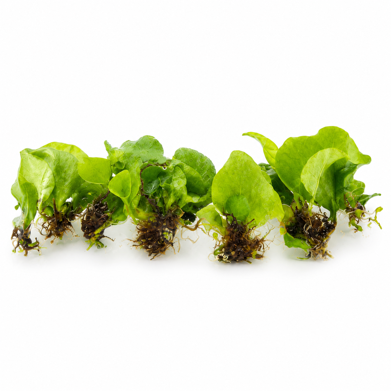 Platycerium Horn's Surprise — Tissue Culture TC Plant | 10-Pack | Ships from Florida