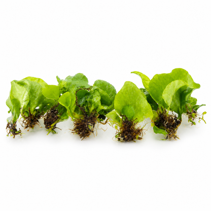 Platycerium Horn's Surprise — Tissue Culture TC Plant | 10-Pack | Ships from Florida