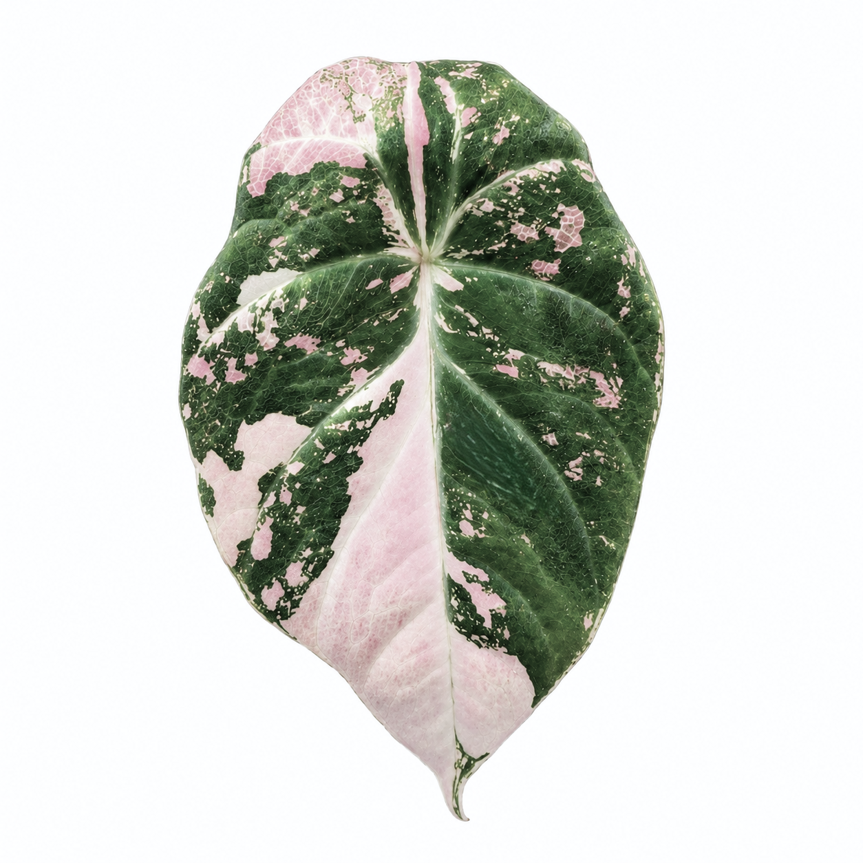 Alocasia Black Velvet Pink Variegated — Tissue Culture TC Plant | 5-Pack | Ships from Florida