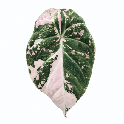 Alocasia Black Velvet Pink Variegated — Tissue Culture TC Plant | 5-Pack | Ships from Florida
