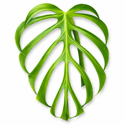 Monstera Burle Marx Flame — Tissue Culture TC Plant | 10-Pack | Ships from Florida