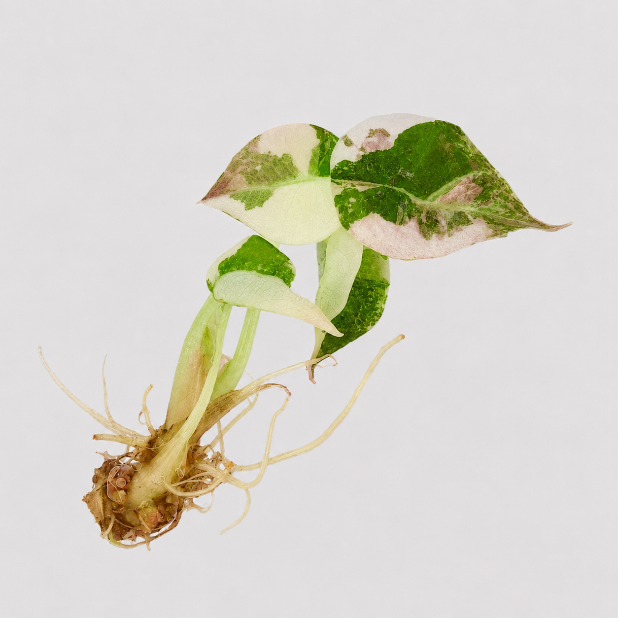 Alocasia Cuprea Albo Pink Variegated - Tissue Culture