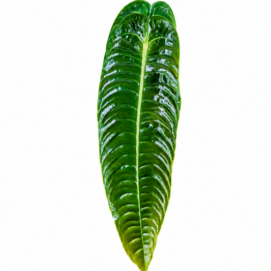 Anthurium Veitchii King tissue culture TC plant 10-pack — Gellies Florida