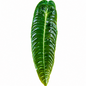 Anthurium Veitchii 'King" – 10 Pack Tissue Culture Plants