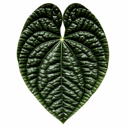 Anthurium Luxurians – 10 Pack Tissue Culture Plants
