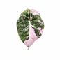 Alocasia Black Velvet  Pink – 5 Pack Tissue Culture Plants (Jewel Alocasia Starter Plants)