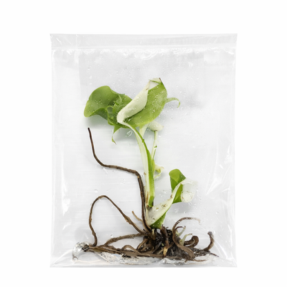 Monstera Borsigiana Albo Variegated — Tissue Culture TC Plant | 5-Pack | Ships from Florida