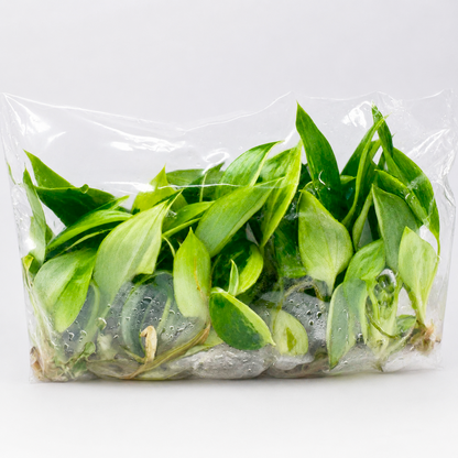 Philodendron Jose Buono 10 Pack Tissue Culture Plants