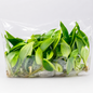 Philodendron Jose Buono 10 Pack Tissue Culture Plants