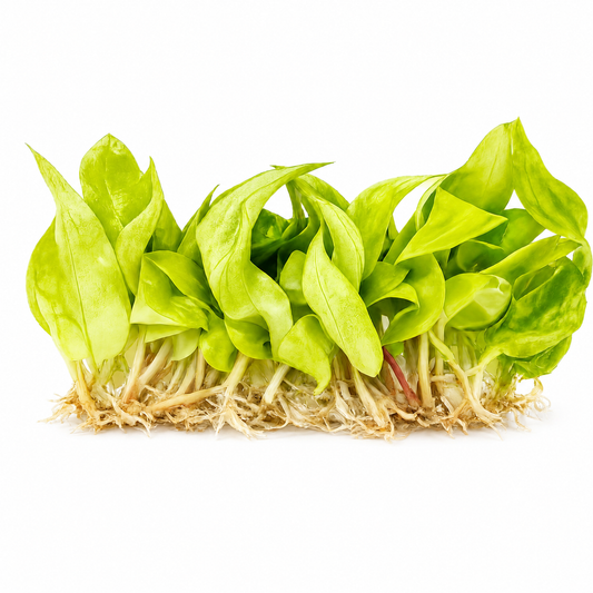 Philodendron Orange Marmalade 10 Pack Tissue Culture Plants