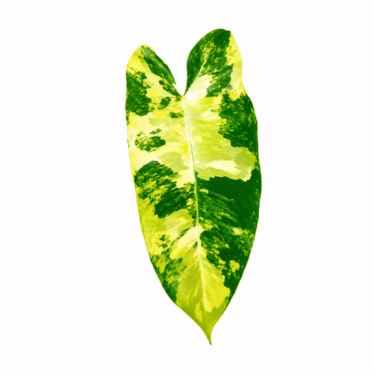 Philodendron Burl Marx Variegated 5 Pack Tissue Culture Plants