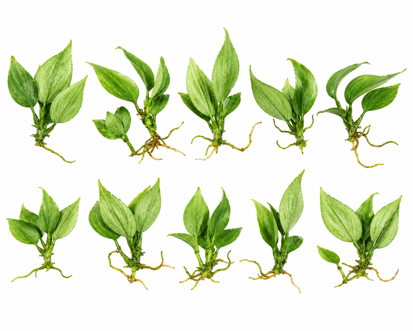 Philodendron El Choco Red 10 Pack Tissue Culture Plants