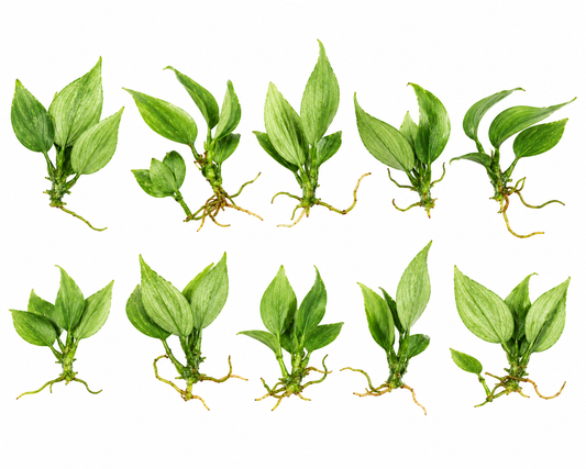 Philodendron El Choco Red 10 Pack Tissue Culture Plants
