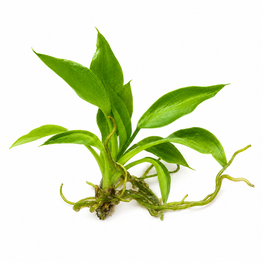 Philodendron Spiritus Sancti Tissue Culture Plants – 10 Pack