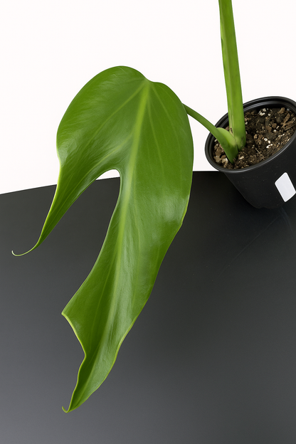 Monstera Burle Marx Flame - Tissue Culture