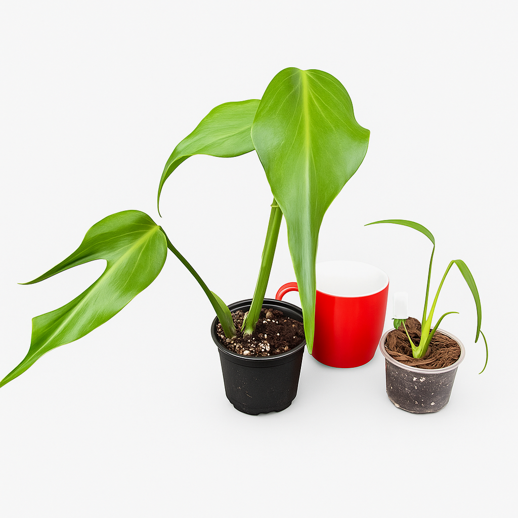 Monstera Burle Marx Flame - Tissue Culture