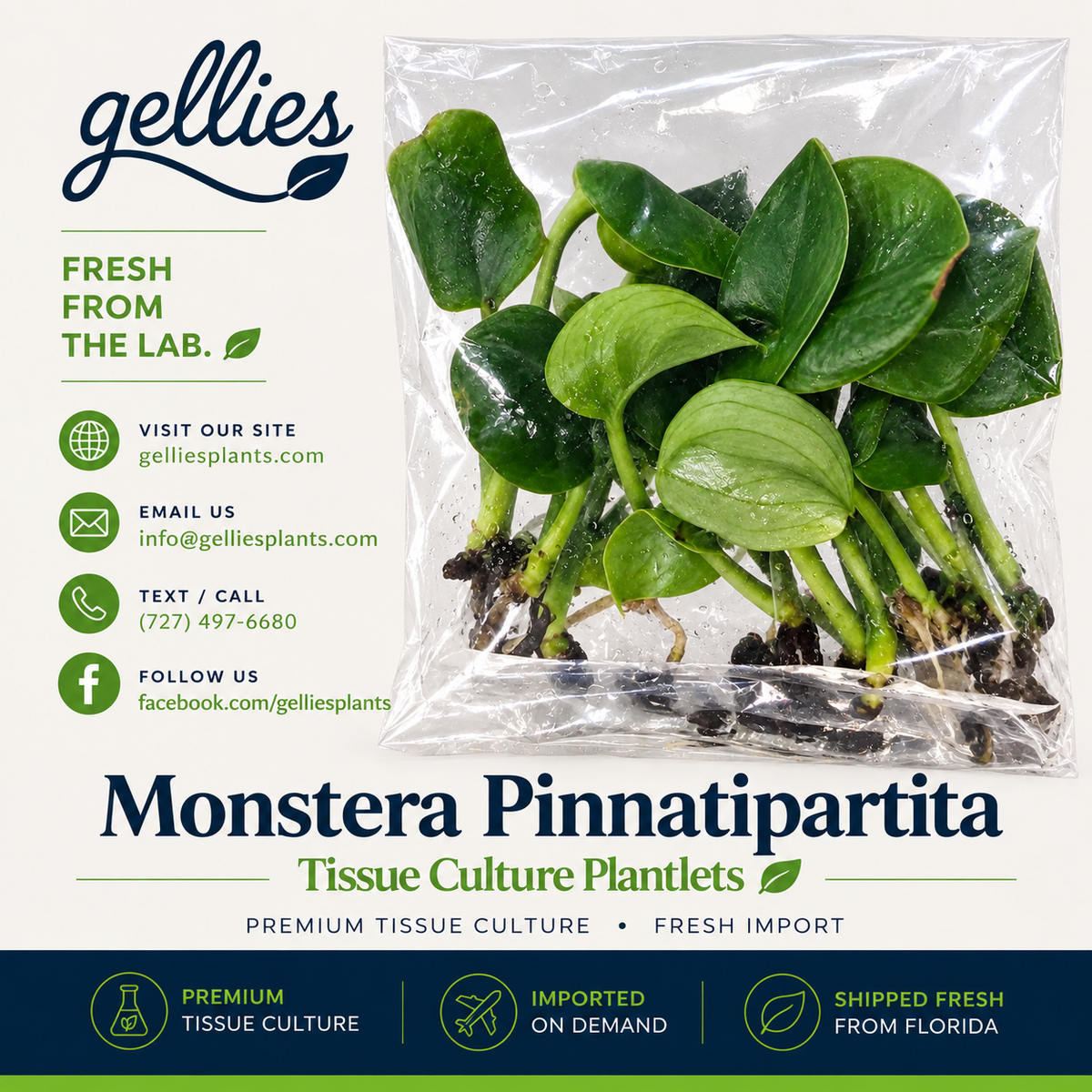 Monstera Pinnatipartita — Tissue Culture TC Plant | 10-Pack | Ships from Florida