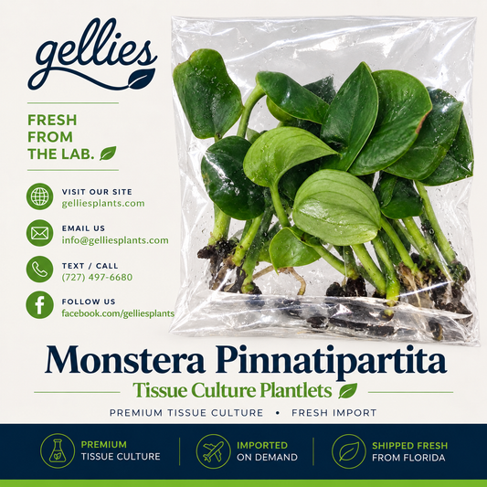 Monstera Pinnatipartita — Tissue Culture TC Plant | 10-Pack | Ships from Florida
