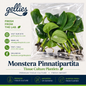 Monstera Pinnatipartita — Tissue Culture TC Plant | 10-Pack | Ships from Florida