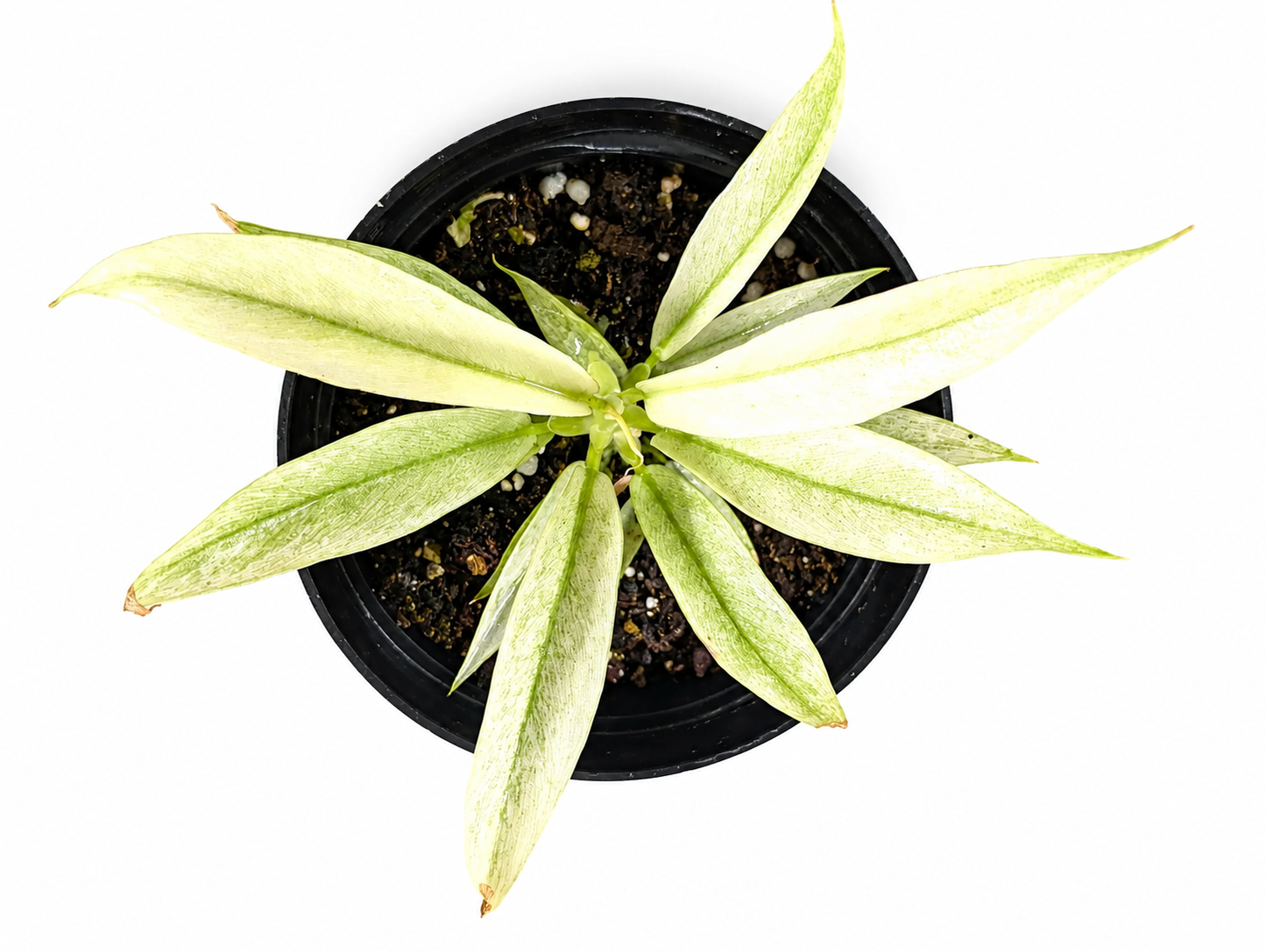 Philodendron Ring of Fire Mint — Tissue Culture TC Plant | 10-Pack | Ships from Florida