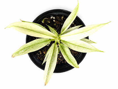 Philodendron Ring of Fire Mint — Tissue Culture TC Plant | 10-Pack | Ships from Florida