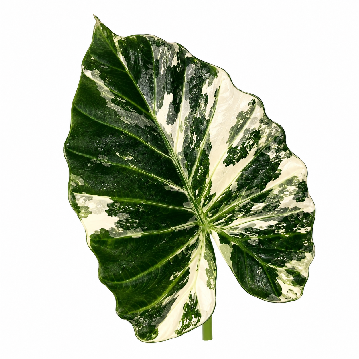 Alocasia Regal Shields Albo Variegated — Tissue Culture TC Plant | Single | Ships from Florida