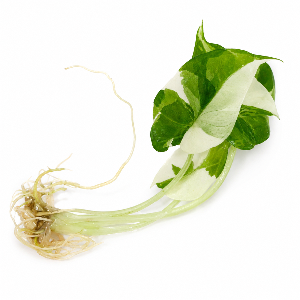 Alocasia Regal Shields Albo Variegated — Tissue Culture TC Plant | Single | Ships from Florida