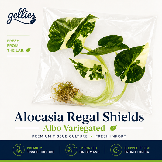 Alocasia Regal Shields Albo Variegated — Tissue Culture TC Plant | Single | Ships from Florida