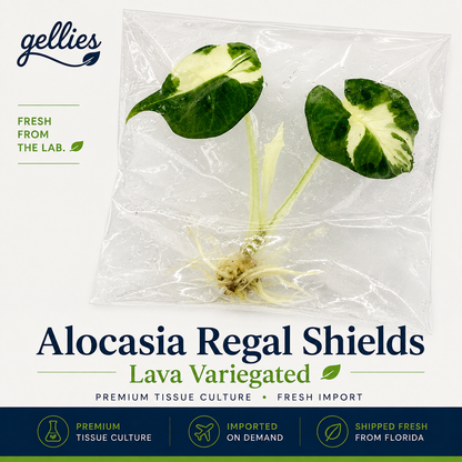 Alocasia Regal Shields Lava Variegated — Tissue Culture TC Plant | Ships from Florida