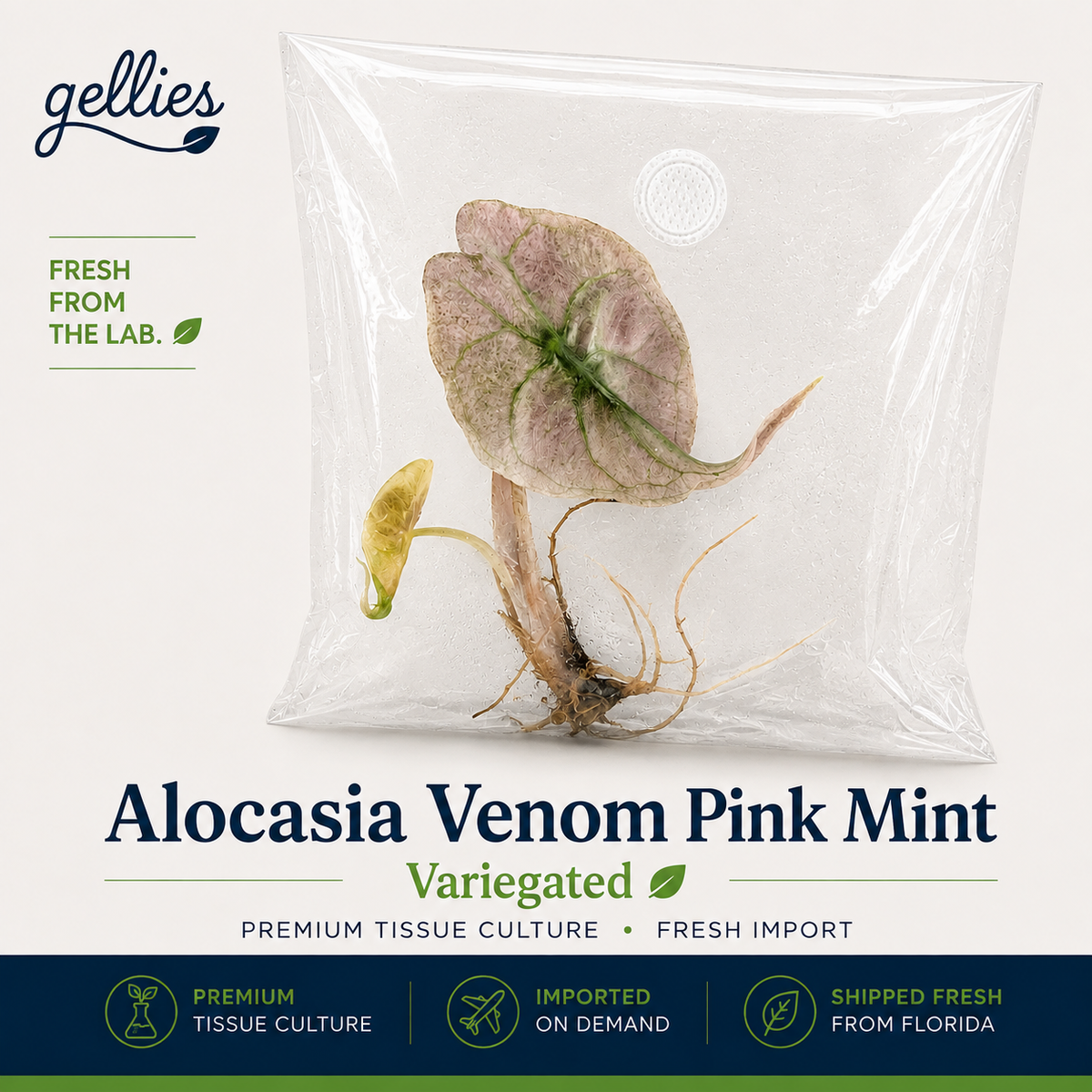 Alocasia Venom Pink Mint Variegated — Tissue Culture TC Plant | Single or 5-Pack | Ships from Florida