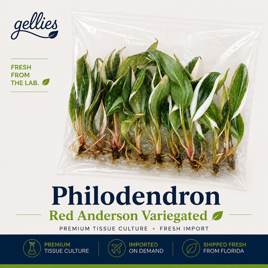Philodendron Red Anderson Variegated — Tissue Culture TC Plant | 10-Pack | Ships from Florida