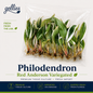 Philodendron Red Anderson Variegated — Tissue Culture TC Plant | 10-Pack | Ships from Florida