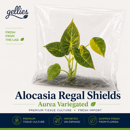 Alocasia Regal Shields Aurea Variegated — Tissue Culture TC Plant | Single | Ships from Florida