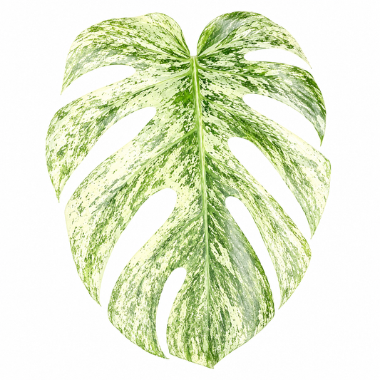 Monstera Deliciosa White Monster — Tissue Culture TC Plant | 5-Pack | Ships from Florida