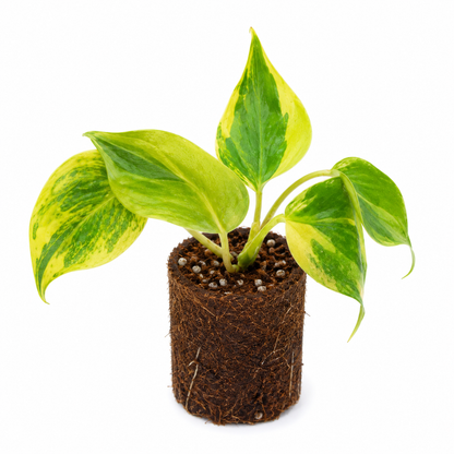 Philodendron Micans Aurea Variegated | Live Tissue Culture Plantlet | Rare Variegated TC Starter Plant | Collector Aroid