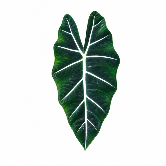 Alocasia Frydek White Vein — Tissue Culture TC Plant | 10-Pack | Ships from Florida