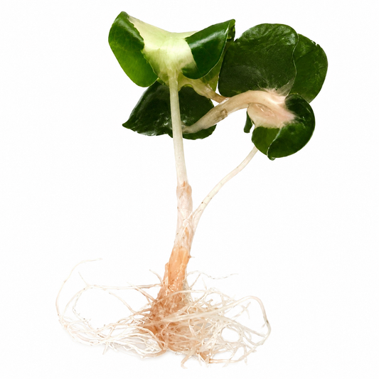 Alocasia Polly Lava Variegated — Tissue Culture TC Plant | Single | Ships from Florida