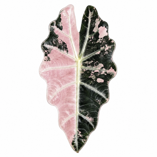 Alocasia Polly Albo/Pink Variegated — Tissue Culture TC Plant | 5-Pack | Ships from Florida