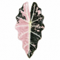 Alocasia Polly Albo/Pink Variegated — Tissue Culture TC Plant | 5-Pack | Ships from Florida
