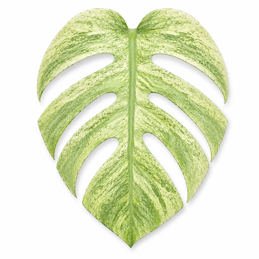 Monstera Deliciosa Mint Variegated — Tissue Culture TC Plant | 5-Pack | Ships from Florida