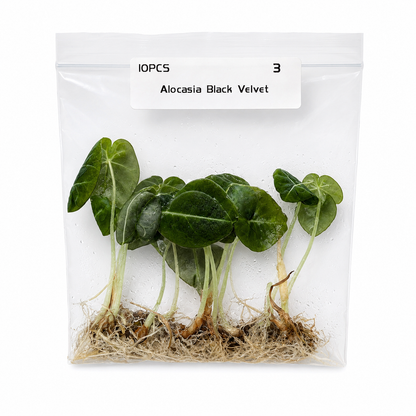 Alocasia Black Velvet — Tissue Culture TC Plant | 10-Pack | Ships from Florida