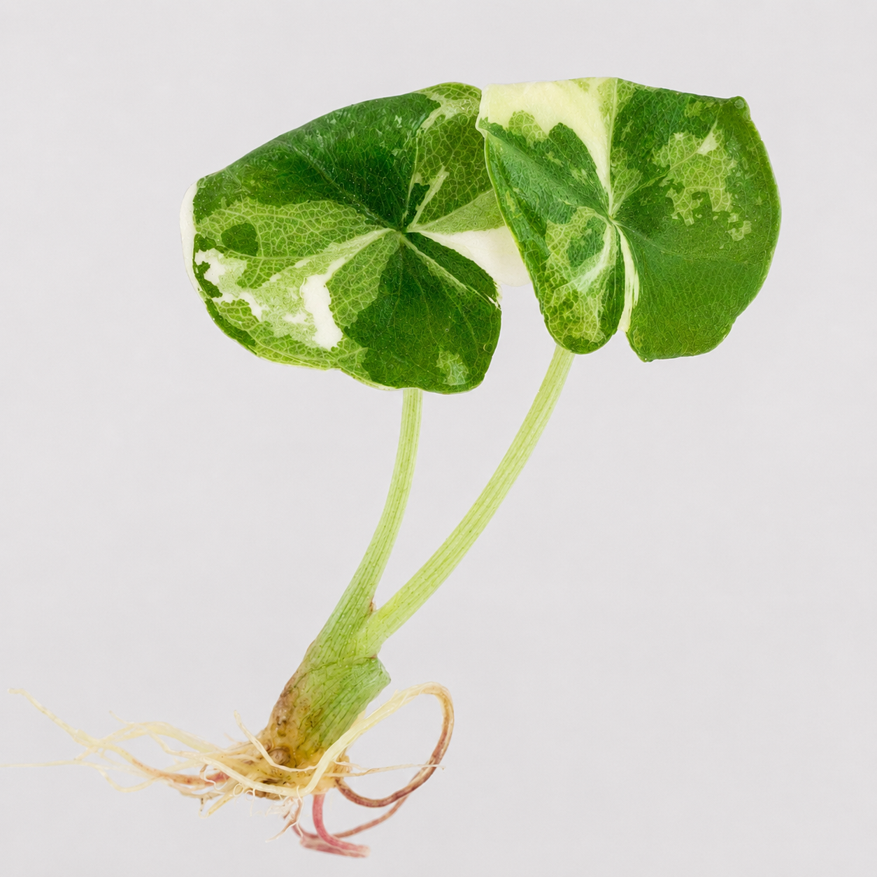 Alocasia Melo Albo Variegated tissue culture TC plant — Gellies Florida