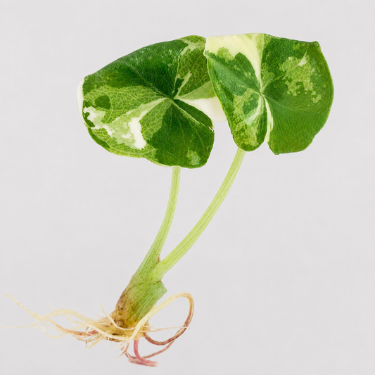 Alocasia Melo Albo Variegated tissue culture TC plant — Gellies Florida