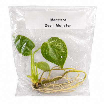 Monstera Deliciosa Devil Monster — Tissue Culture TC Plant | Single or 5-Pack | Ships from Florida