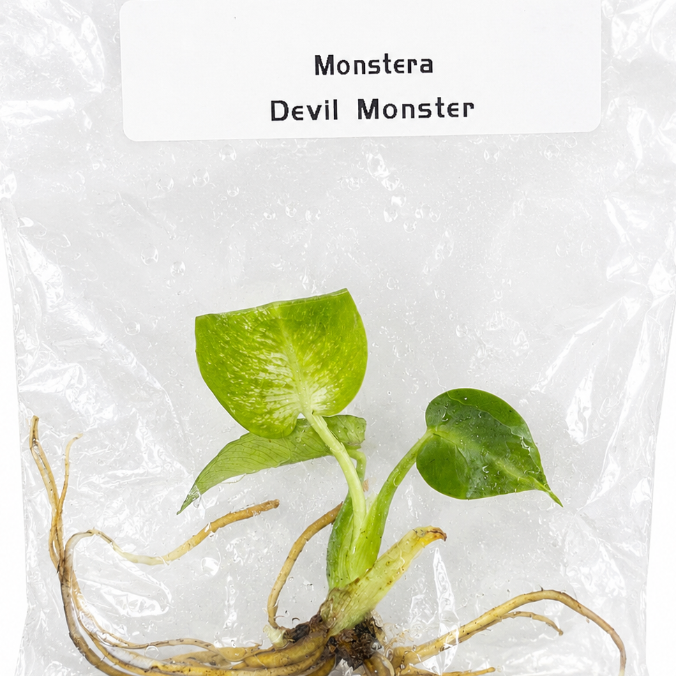 Monstera Deliciosa Devil Monster — Tissue Culture TC Plant | Single or 5-Pack | Ships from Florida
