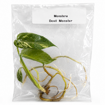 Monstera Deliciosa Devil Monster — Tissue Culture TC Plant | Single or 5-Pack | Ships from Florida