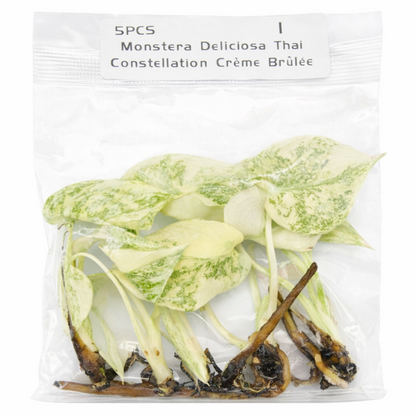 Monstera Deliciosa Creme Brulee — Tissue Culture TC Plant | 5-Pack | Ships from Florida