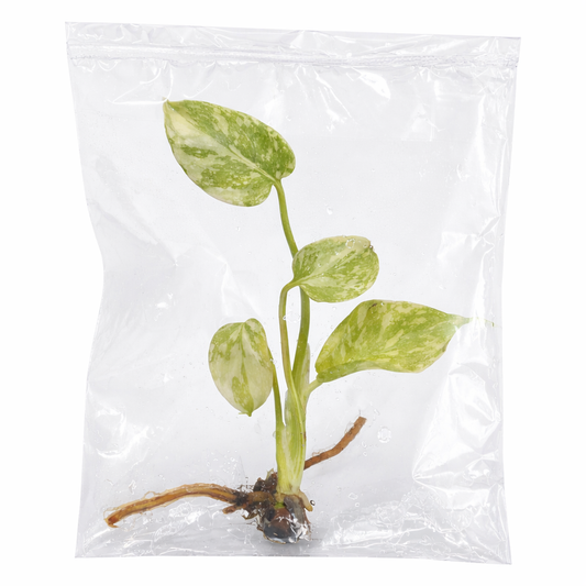 Monstera Deliciosa Green Snow 5 Pack - Tissue Culture