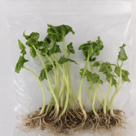 Alocasia Teletubies - Tissue Culture 10 Pack