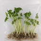 Alocasia Teletubies - Tissue Culture 10 Pack